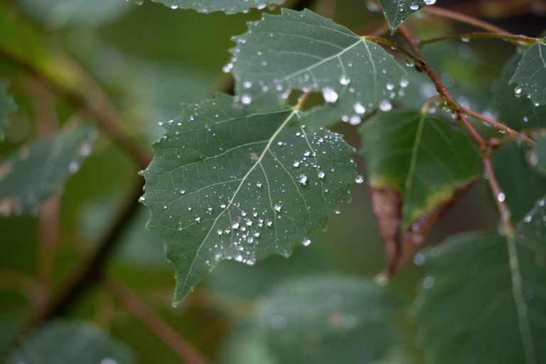 Raindrops on Dark Green Leaves