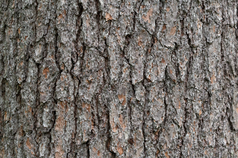 Pine Bark Textures