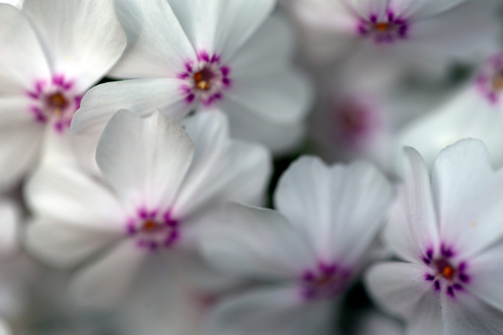 Small White and Pink Flowers