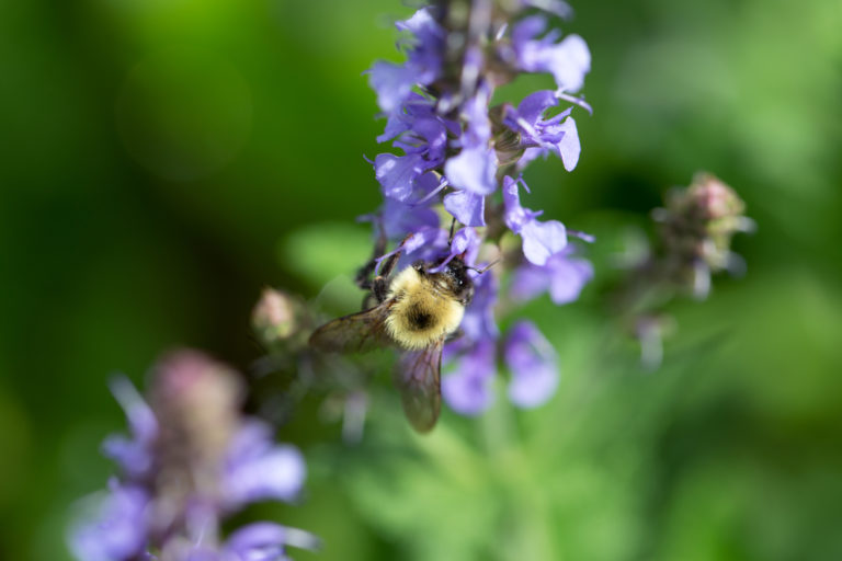 Bumblebee on Meadow Sage