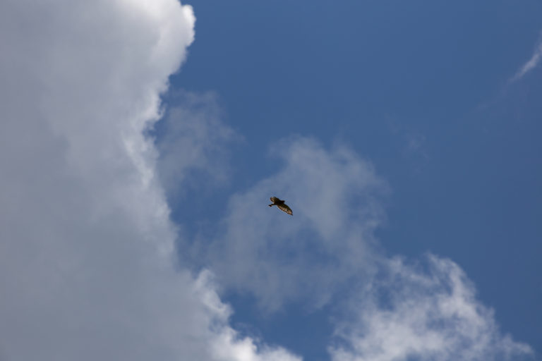 Bird Flying Out of a Cloud
