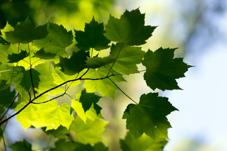 Contrasting Green Maple Leaves