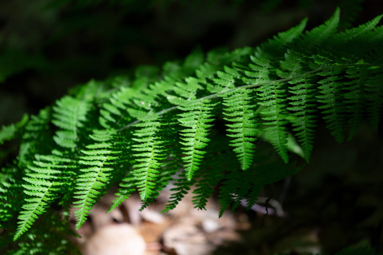 Drooping Fern Frond
