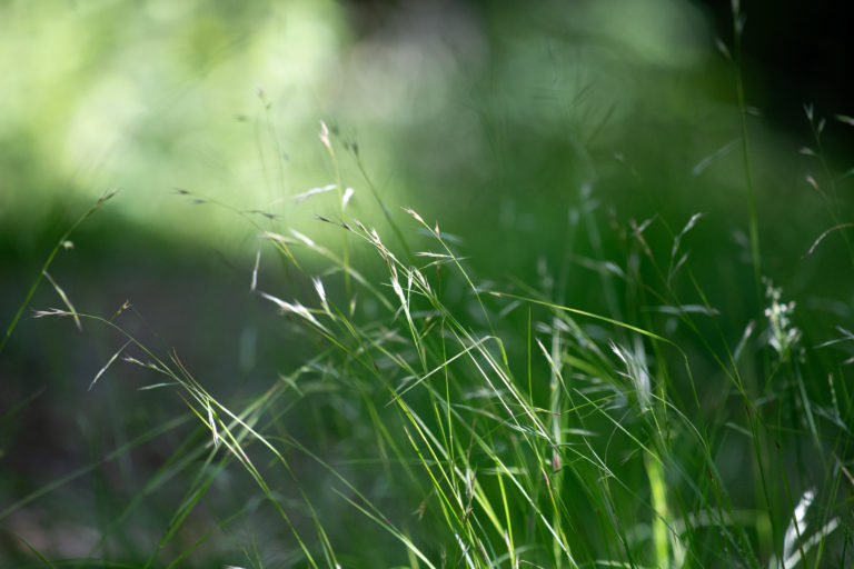Delicate Field Grass