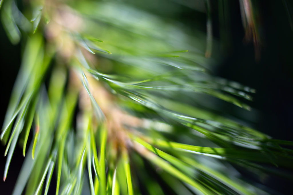 Bokeh White Pine Needles Against Dark Background