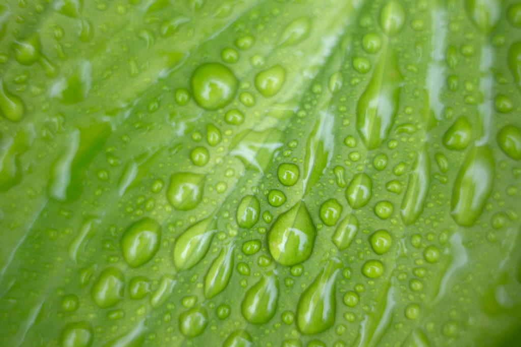 Macro Raindrops on Bright Green Leaf