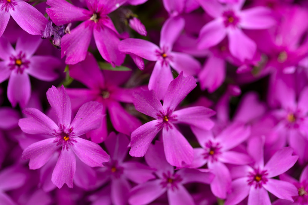 Small Bright Pink Flowers