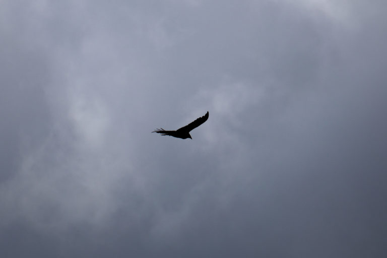 Lone Bird in Foreboding Sky