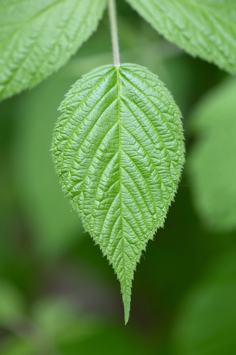 Green Pointy Leaf