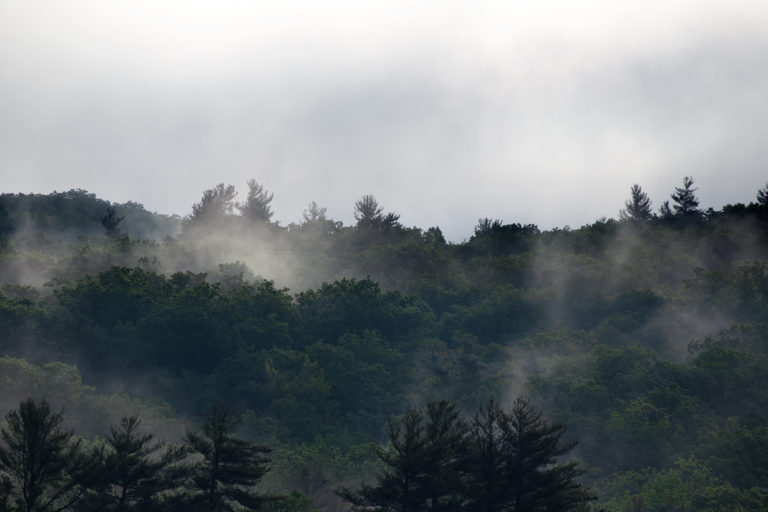 Layers of Mist Over the Forest