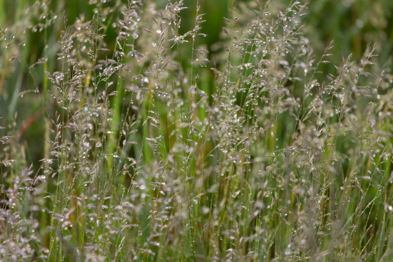Wet Field Grass