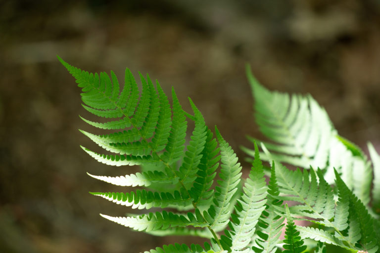 Ferns Touched by Sunlight