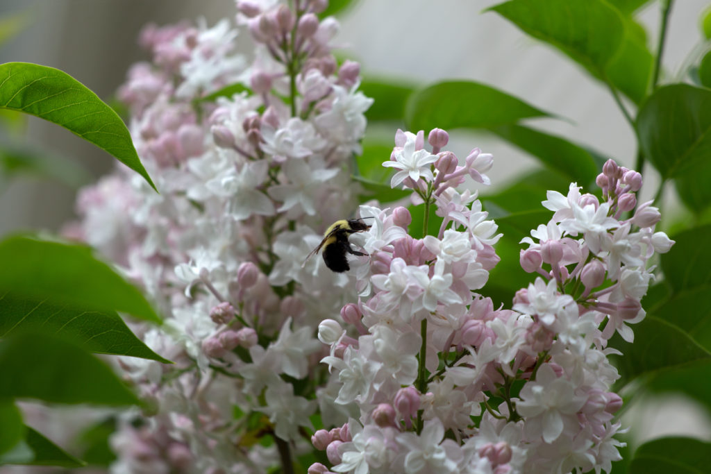 Bumble Bee on Lilac Flowers