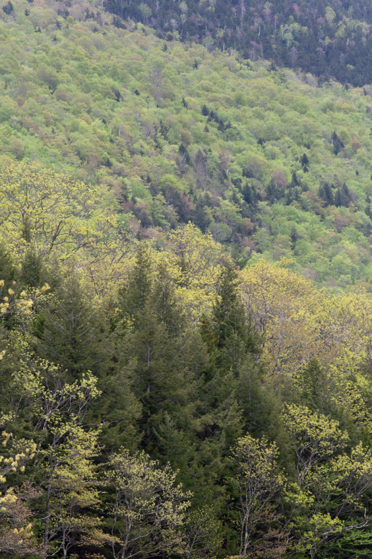 Early Spring Forest