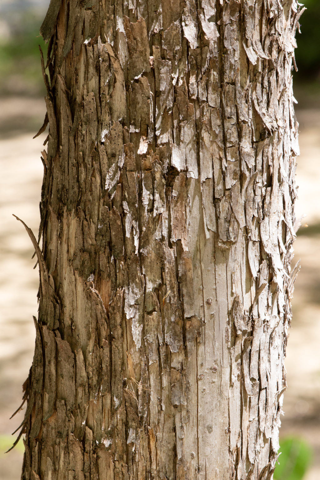 Ironwood Tree Bark