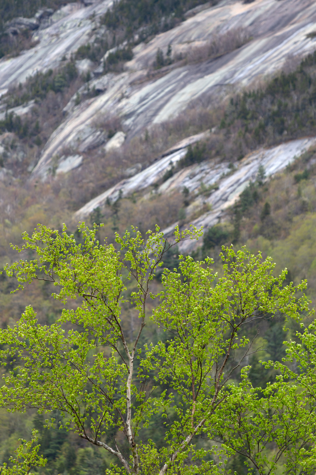 Spring Tree Against Rocky Slope
