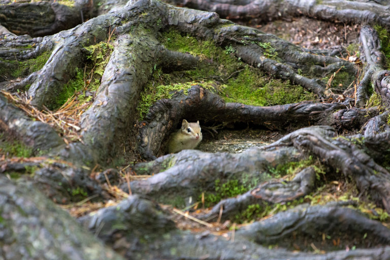 Chipmunk Peeking From Under Roots