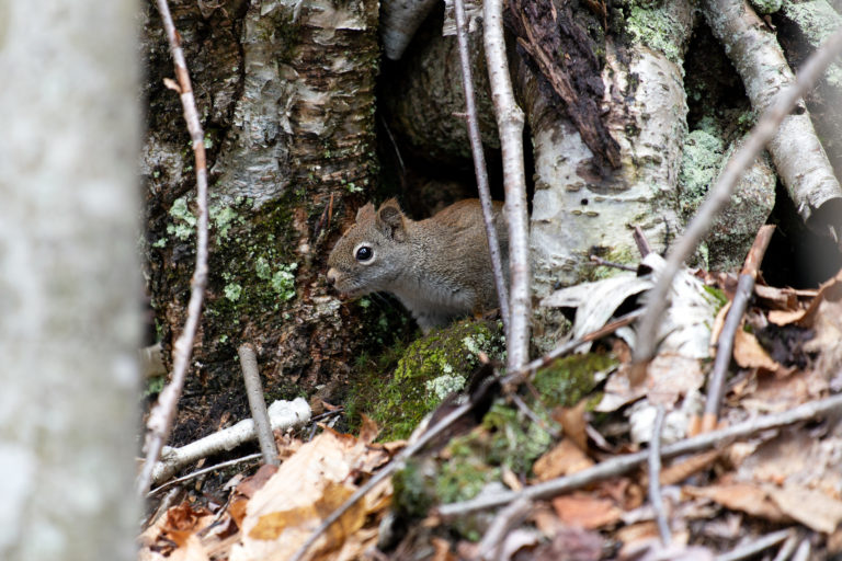 Shy Squirrel in the Forest