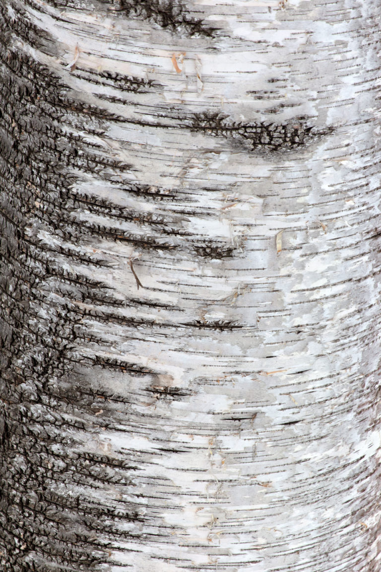 Contrasting Birch Bark Texture