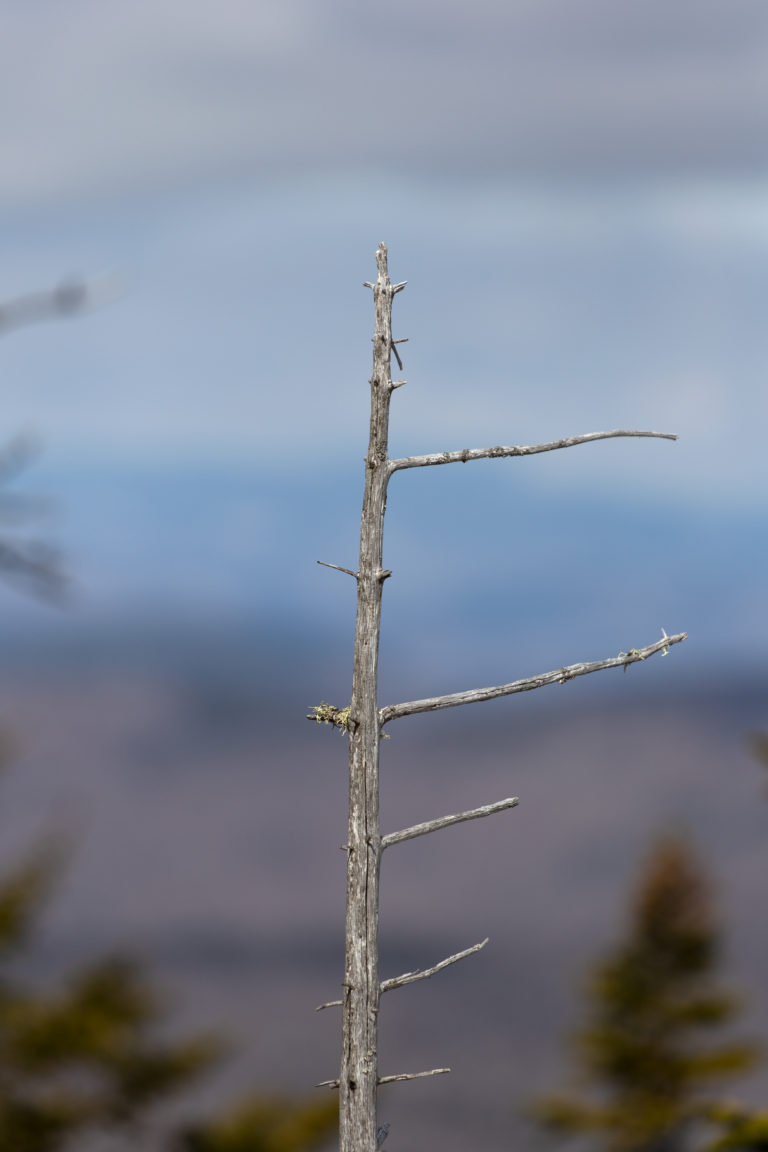 Lone Dead Treetop