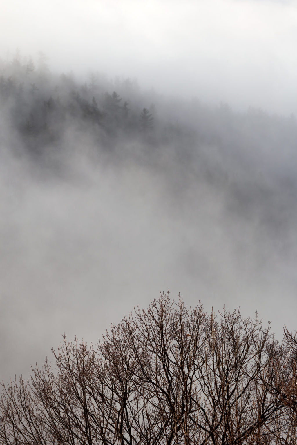 Fog Rolling Through Bare Forest