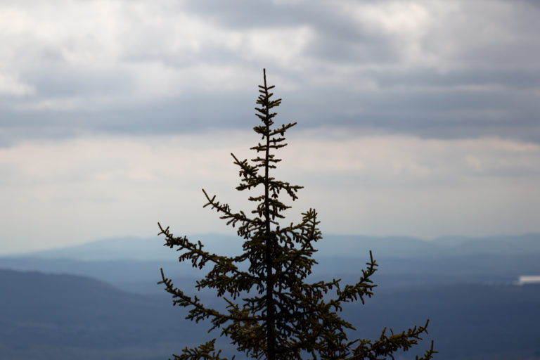 Treetop on a Mountaintop