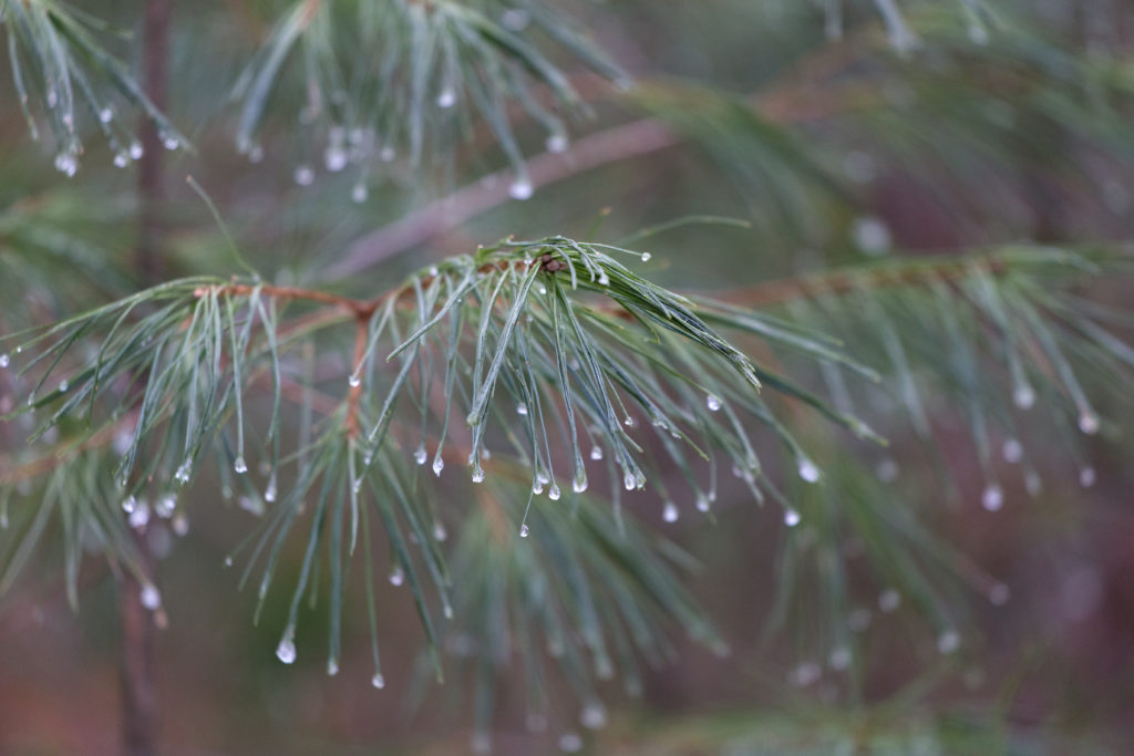 Wet Pine Needles