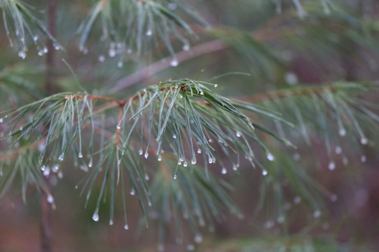 Wet Pine Needles
