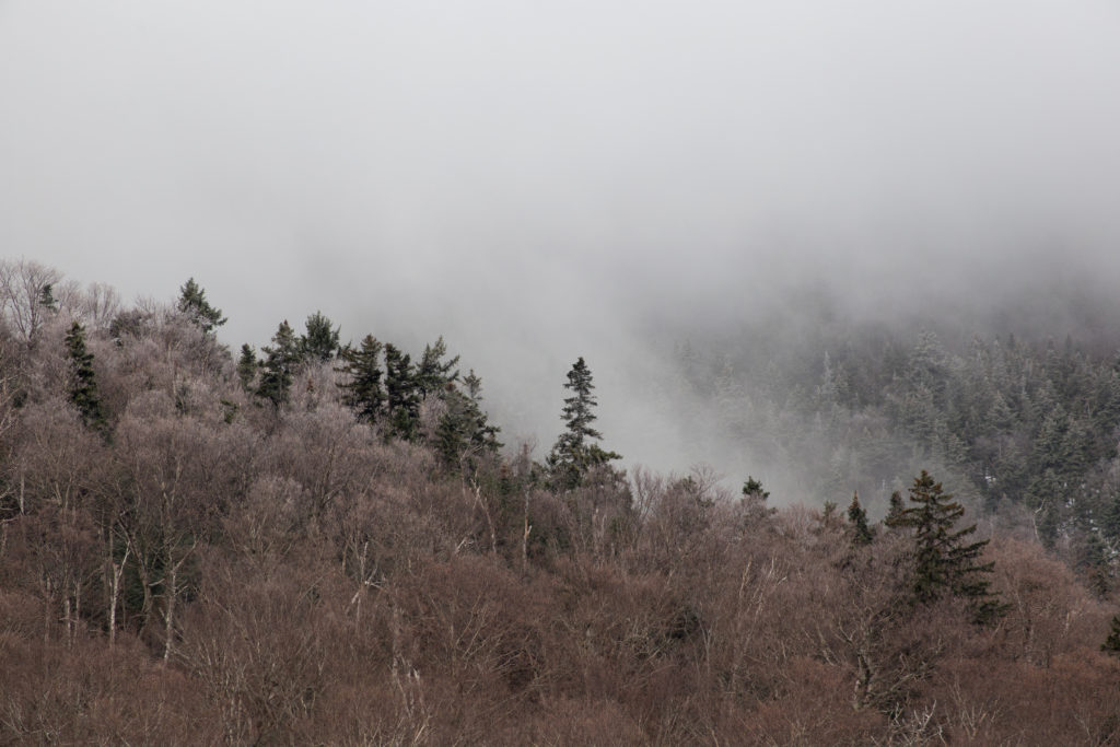 Foggy Forest Landscape
