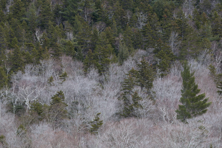 Winter Treetops