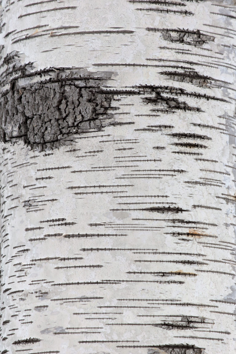 Amazing Birch Bark Texture
