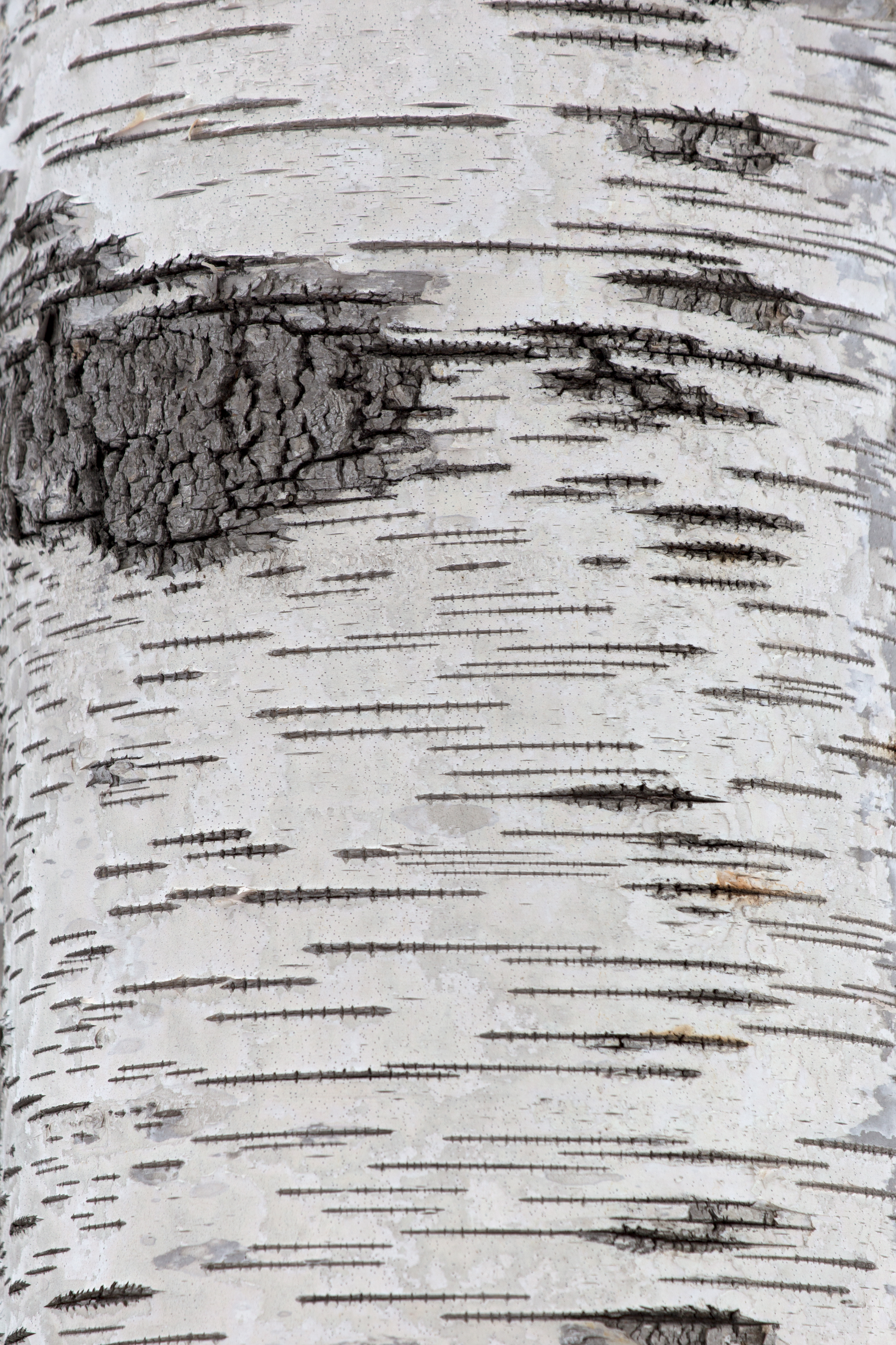 Download Amazing Birch Bark Texture.