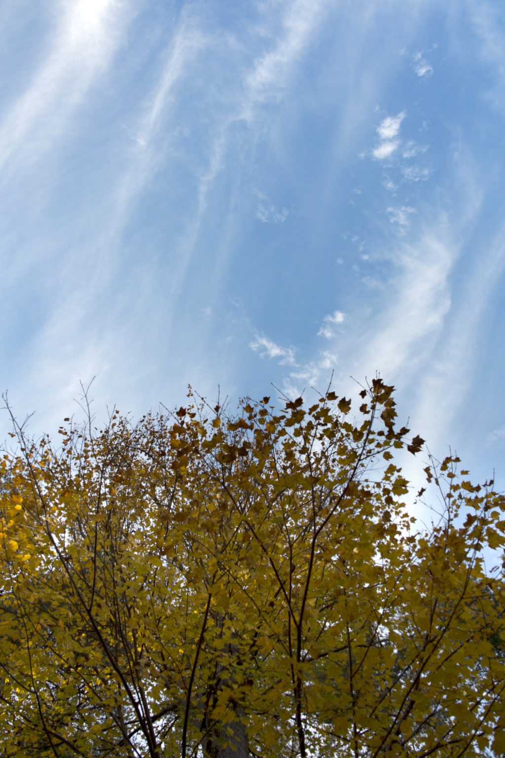 Looking Up to an Autumn Sky