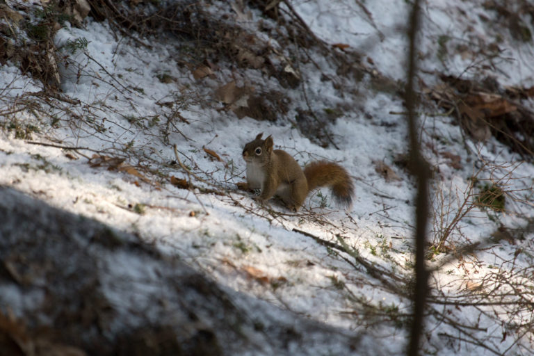 Red Squirrel in the Shadows