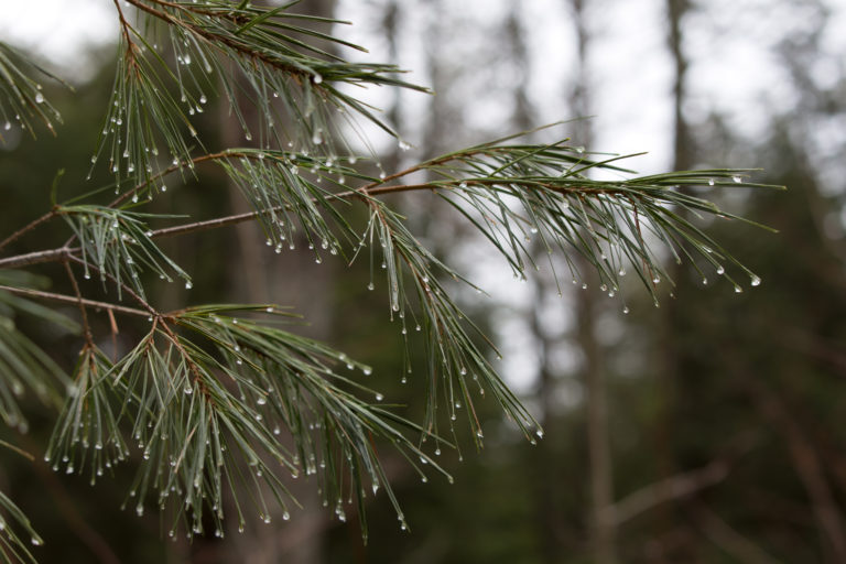 Wet Pine Needles in Forest