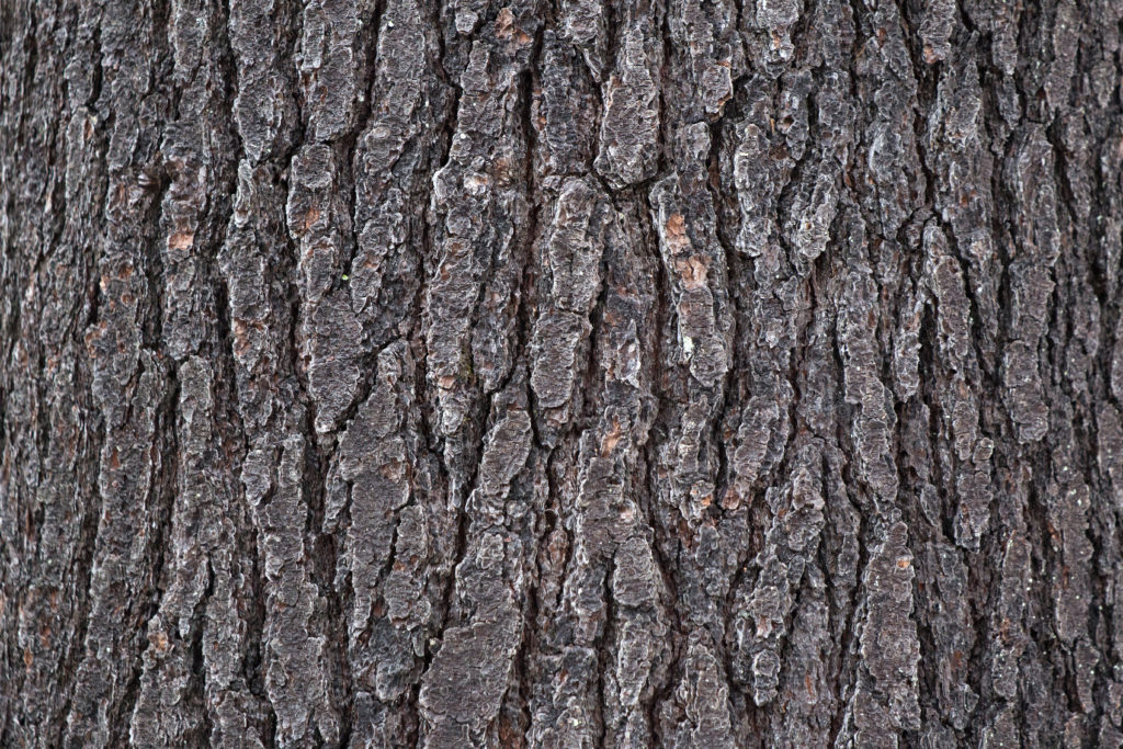 Rough Pine Bark Texture