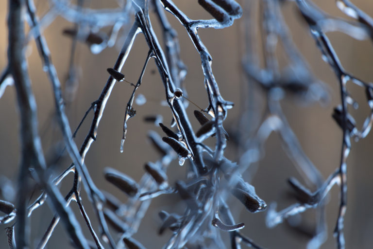 Ice Coated Branches