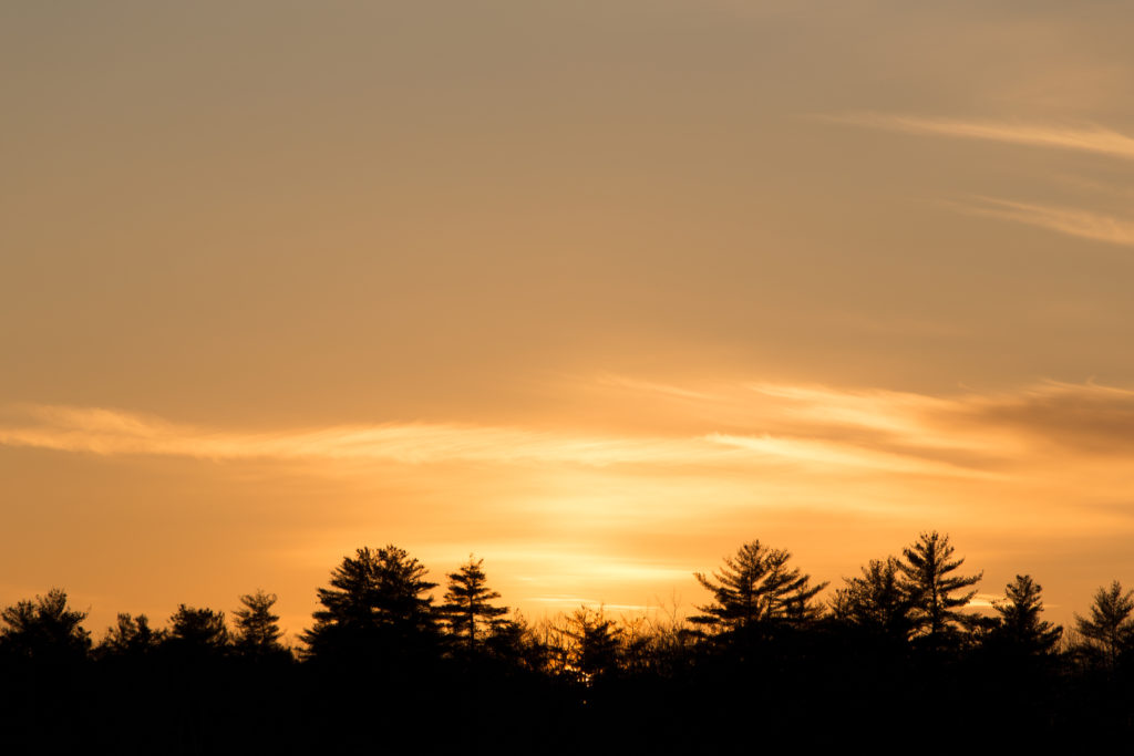 Sunset with Silhouetted Trees