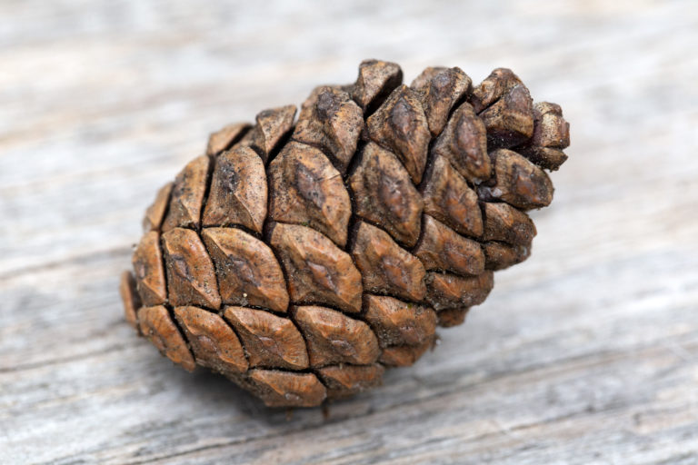 The Perfect Pinecone