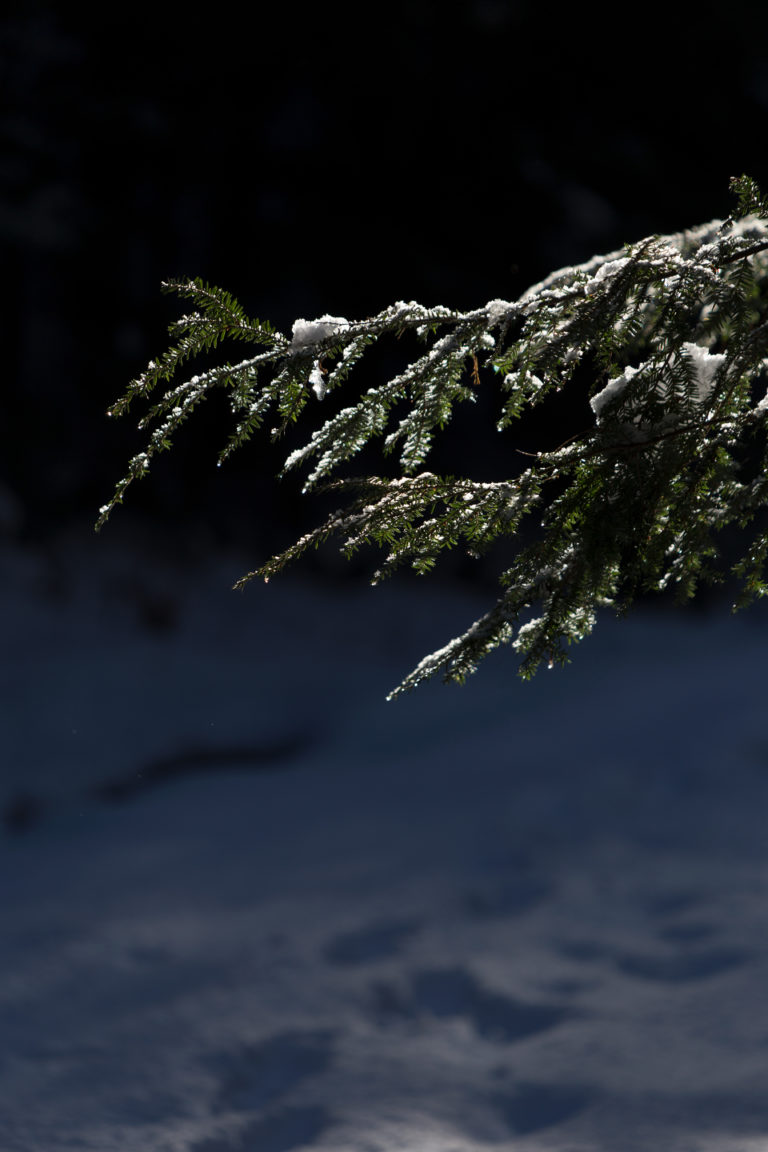 Dark Snowy Branch