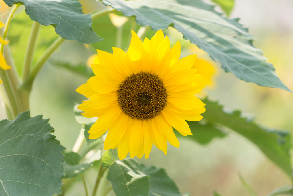 Single Small Sunflower