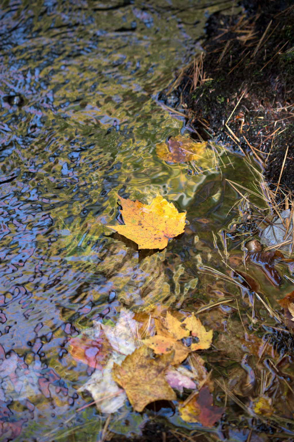 Fall Leaf Floating Downstream