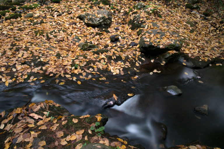 Stream Flowing Through Leaf-Covered Ground
