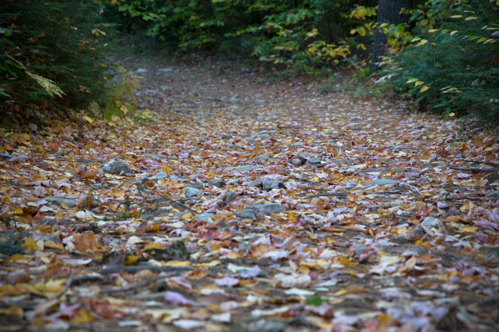 Dreary Autumn Path