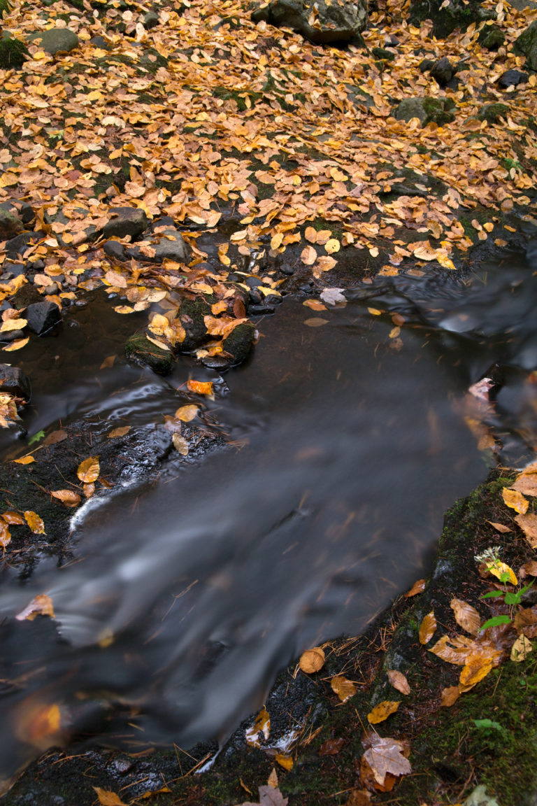 Golden Leaves and Dark Stream