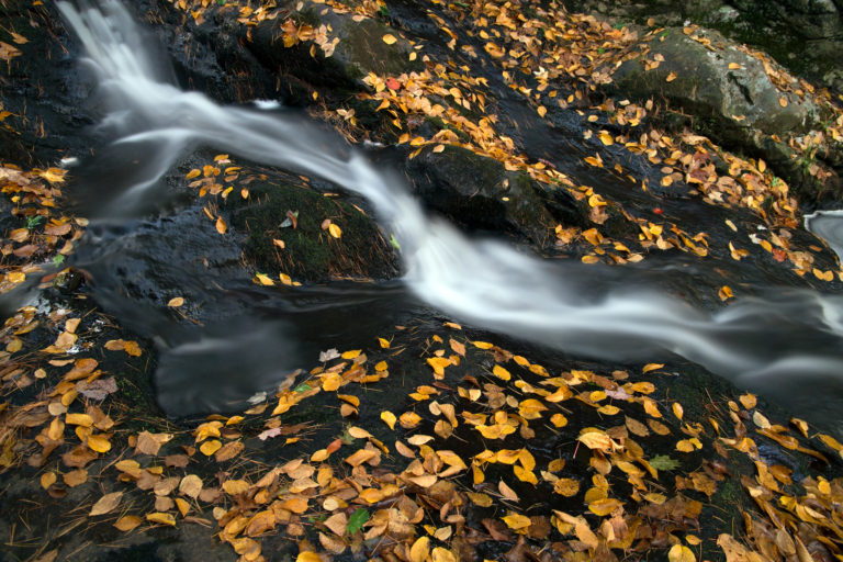 Small Rushing Stream Amongst Fallen Leaves