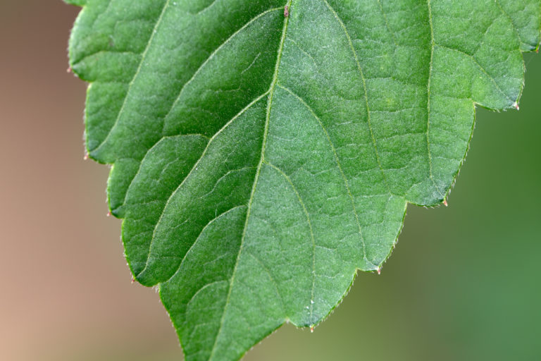 Soft Green Leaf