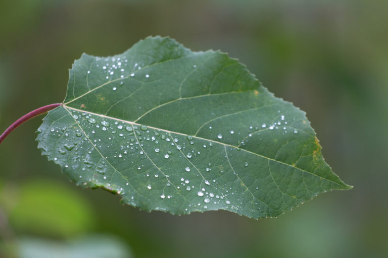 Single Leaf with Dew Drops