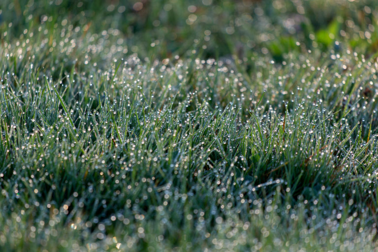 Dew Covered Lawn