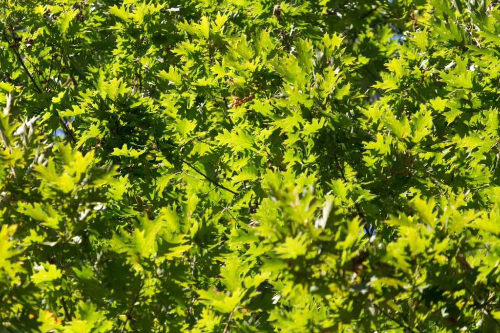 Thick Oak Foliage
